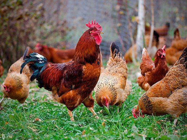 Породы куриц | ЗооТом - продажа, вязка и услуги для животных в Свободах