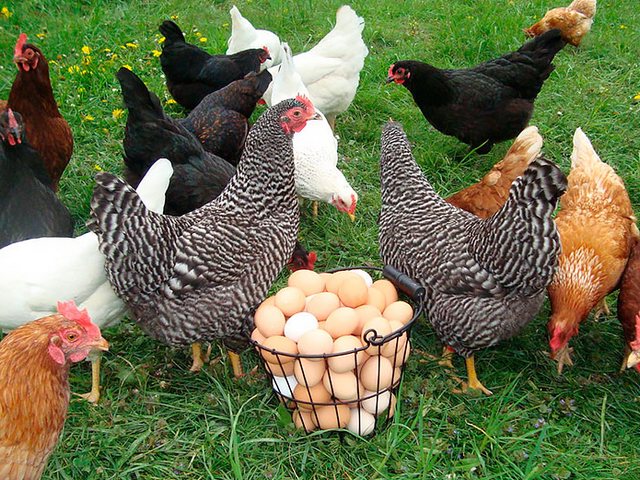 Содержание кур и уход за ними | ЗооТом - продажа, вязка и услуги для животных в Свободах