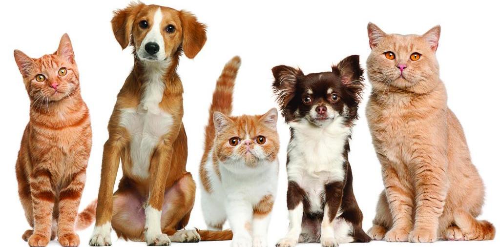 Доска объявлений о животных | ЗооТом - продажа, вязка и услуги для животных в Свободах