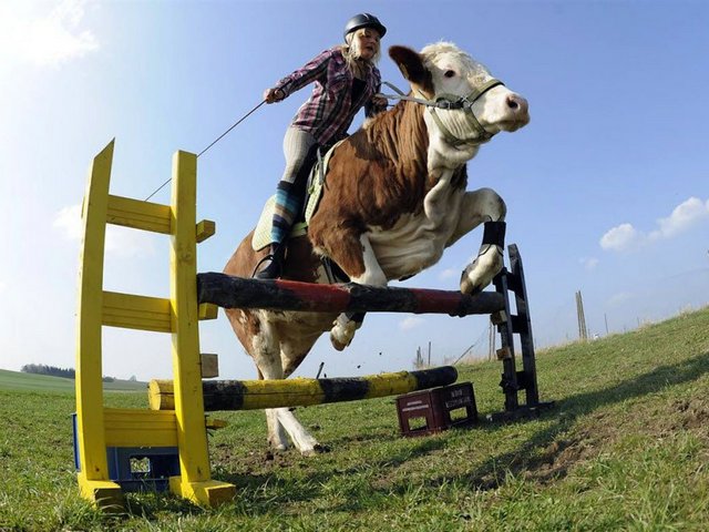 Статьи о коровах в Свободах | ЗооТом портал о животных