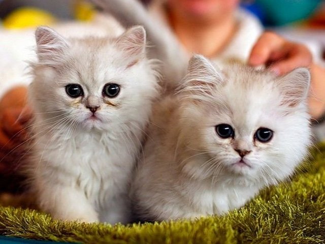 Породы кошек в Свободах | ЗооТом портал о животных