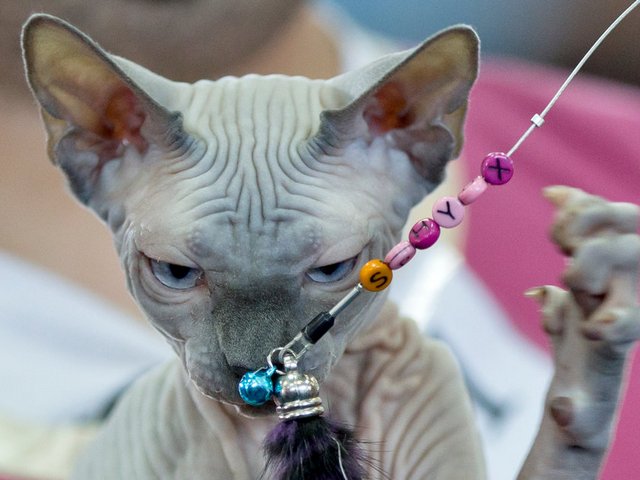 Выставки кошек в Свободах | ЗооТом портал о животных