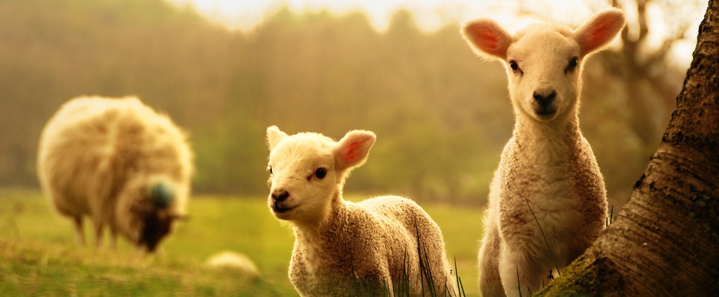 Объявления о сельскохозяйственных животных | ЗооТом - продажа, вязка и услуги для животных в Свободах