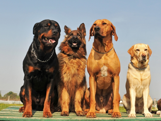 Крупные породы собак в Свободах | ЗооТом портал о животных